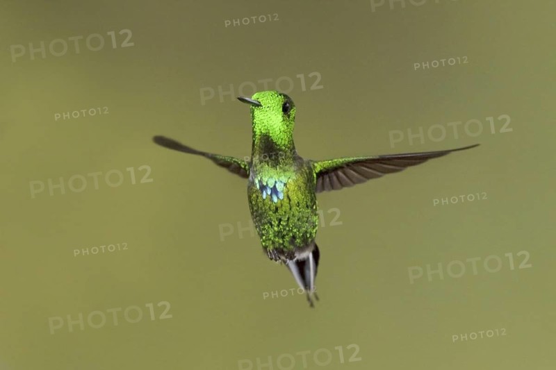 Black-bellied Thorntail (Discosura langsdorffi), Ecuador