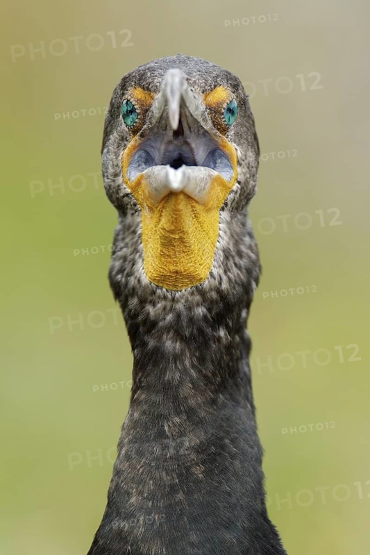 Double-crested Cormorant (Phalacrocorax auritus), Florida, USA