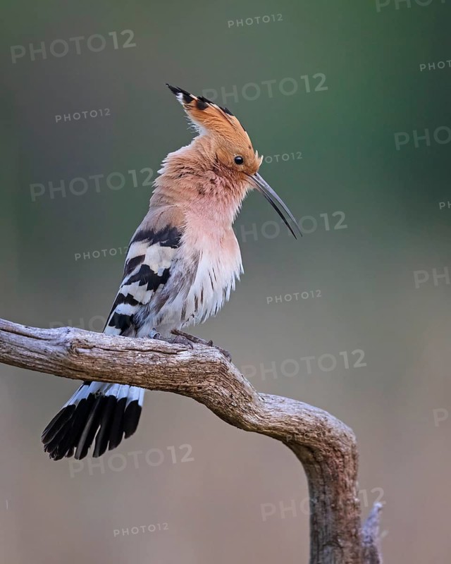 Eurasian Hoopoe (Upupa epops) perched on a branch, Saxony-Anhalt, Germany