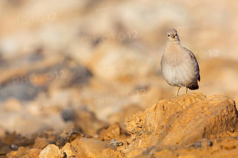 Arabian desert partridge, (Ammoperdix heyi), Arabian desert partridge, eastern sand grouse, animals, birds, sand partridge, pheasant family, chicken birds, desert chickens, sand grouse, Celias Waterhole, Ezuz, HaDarom, Israel