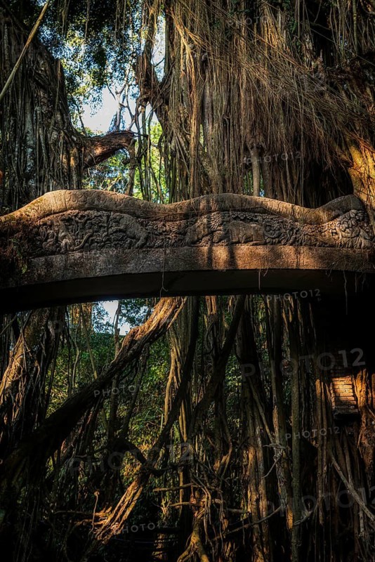 Bridge in the jungle, lianas in the jungle, Sacred monkey forest, Ubud, Bali, Indonesia