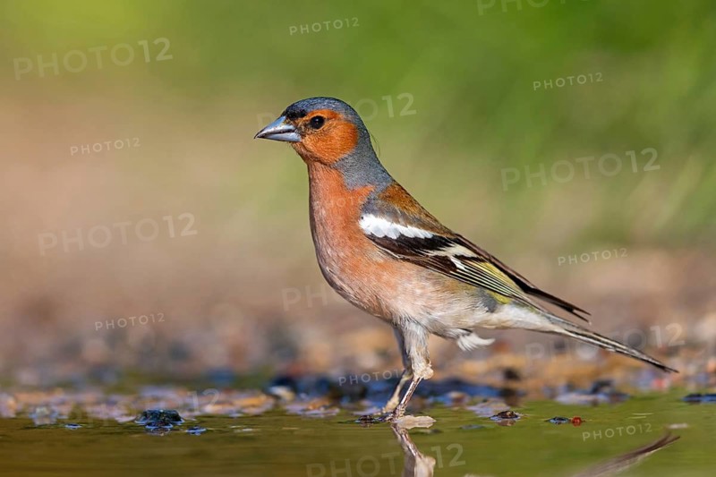 Chaffinch, (Fringilla coelebs), animals, birds, perch, finch family, Lesbos, Lesbos Island, Greece