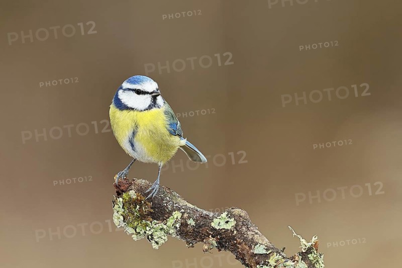 Blue tit (Parus caeruleus), sitting on a branch overgrown with lichen, Wilnsdorf, North Rhine-Westphalia, Germany