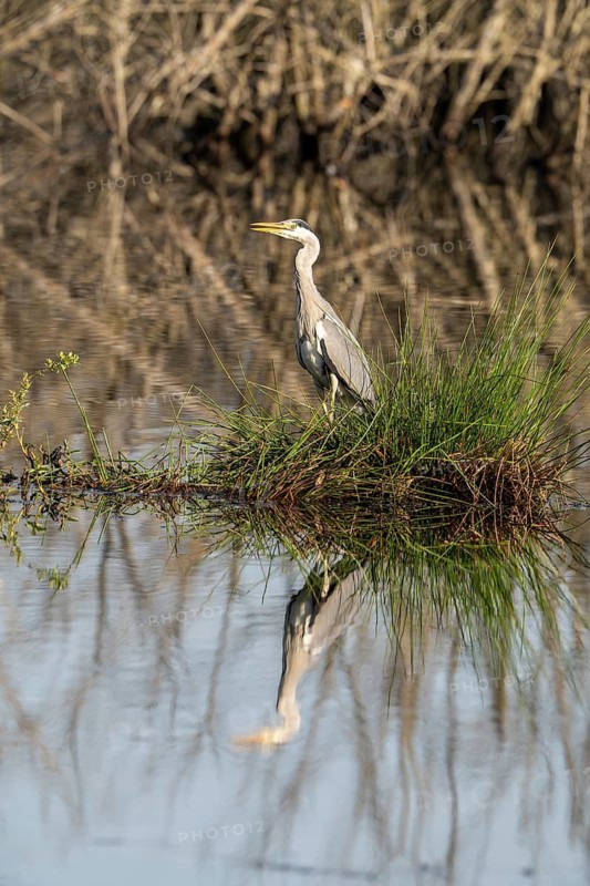 Grey heron (Ardea cinerea), Vulkaneifel, Rhineland-Palatinate, Germany
