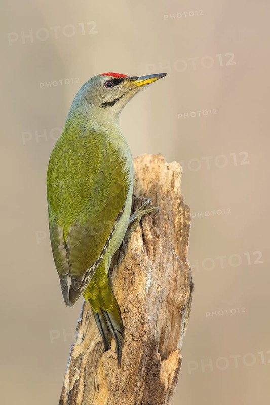 Grey-headed Woodpecker (Picus canus) male perched at a tree trunk, Poland