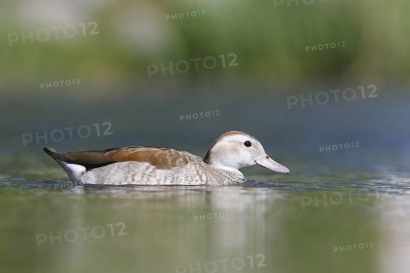 Ringed Teal (Callonetta leucophrys), Baden-Wuerttemberg, Germany
