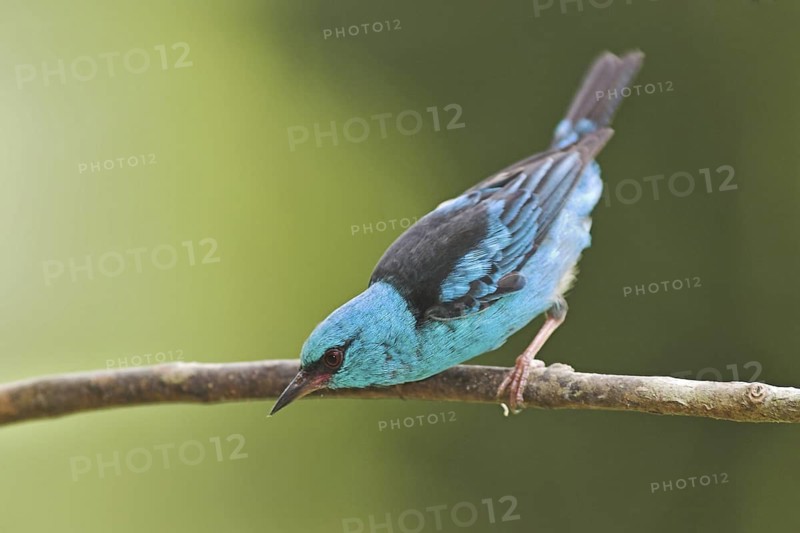 Blue Dacnis (Dacnis cayana) male, Costa Rica
