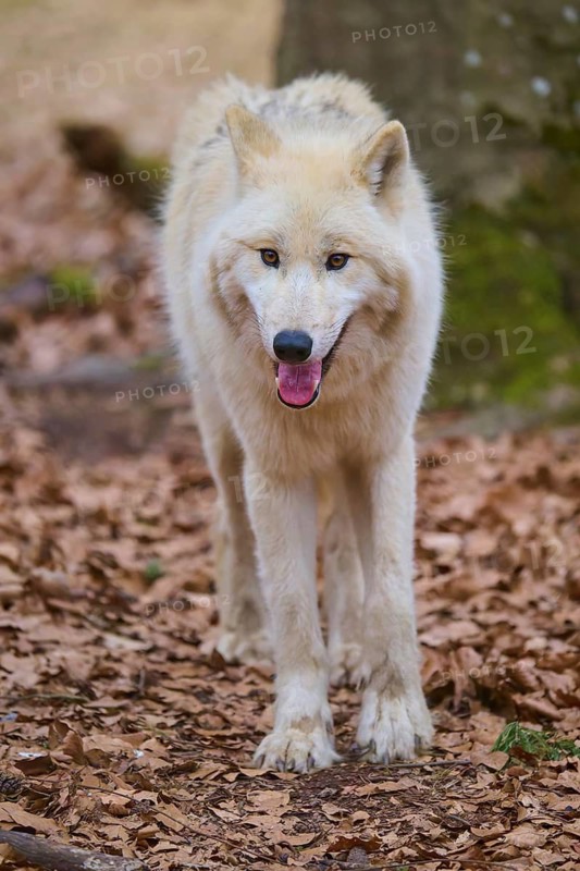 A white wolf with a cheerful expression stands on a ground covered with leaves, Arctic wolf (Canis lupus arctos), Germany