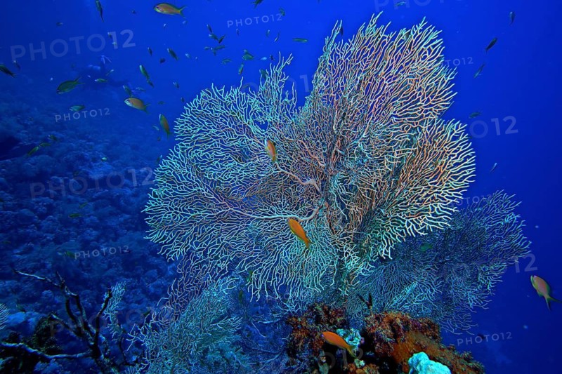 Giant fan coral (Annella mollis)