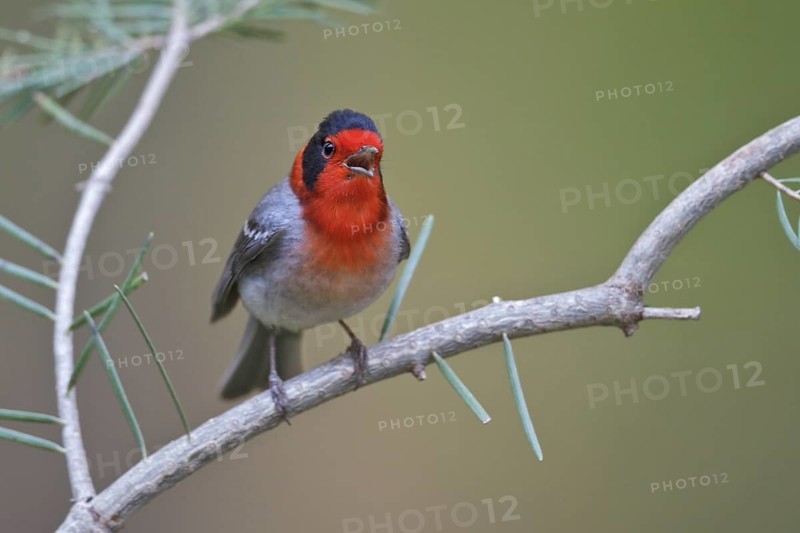 Red-faced Warbler (Cardellina rubrifrons) perched on a branch in southern Arizona, USA