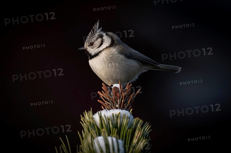 Crested Tit (Parus Scalloped ribbonfish) sitting on branch in pine tree (Pinus) in winter, Korpo or Korppoo, southern Finnish archipelago, Finland