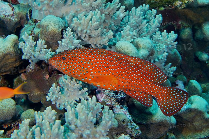 Jewelled grouper (Cephalopholis oligosticta)