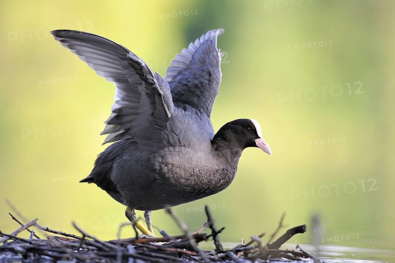 Eurasian Coot (Fulica atra), North Rhine-Westphalia