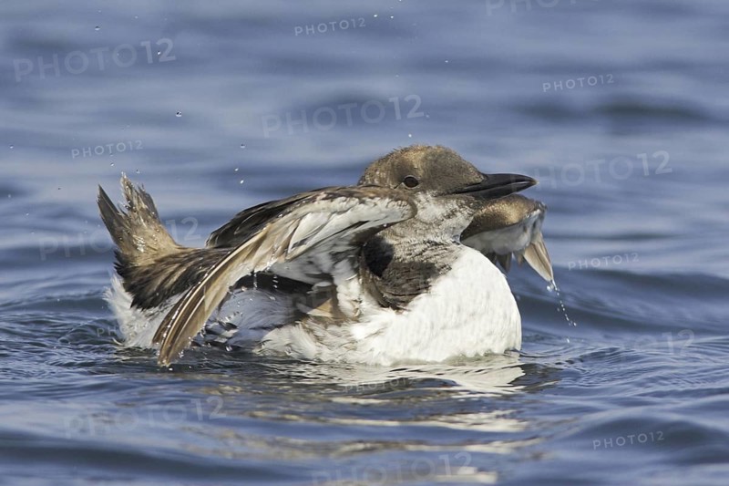 Common Murre (Uria aalge), Newfoundland, Canada