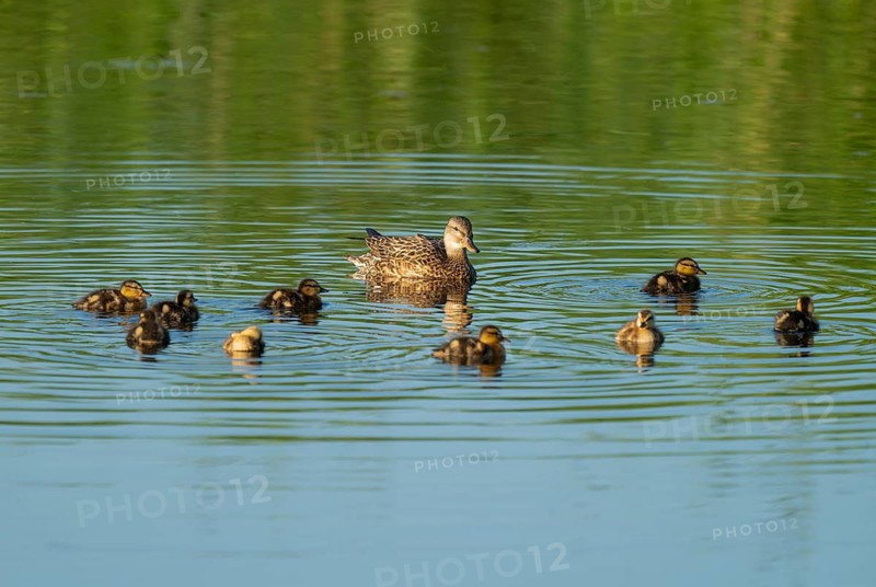 Mallard (Anas platyrhynchos) female and young birds swimming on a lake, blue water, Lower Saxony, Germany
