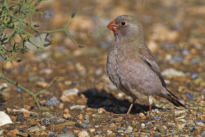 Trumpeter Finch (Bucanetes githagineus), Morocco