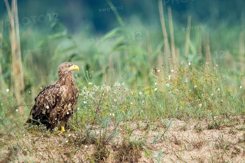 White-tailed Eagle (Haliaeetus albicilla) on ground, Danube Delta, Romania