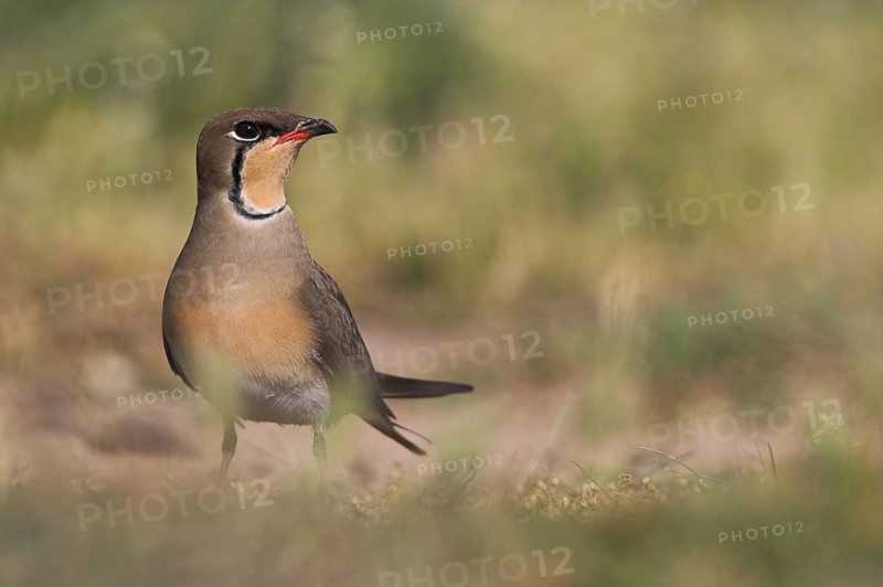 Collared Pratincole (Glareola pratincola), Lesvos, Greece