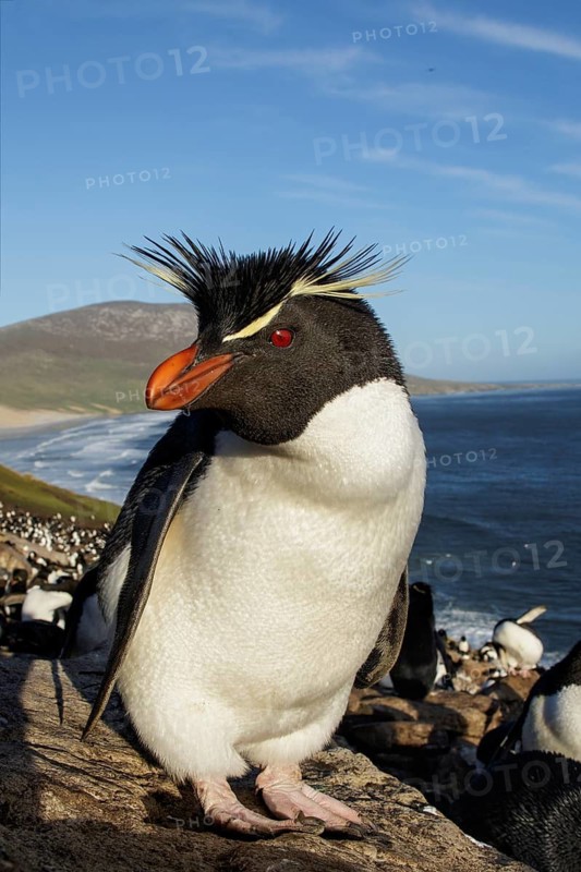 Rockhopper Penguin (Eudyptes chrysocome) at a nesting colony in the Falkland Islands