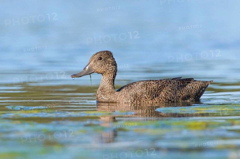 Freckled Duck (Stictonetta naevosa) female, Victoria, Australia