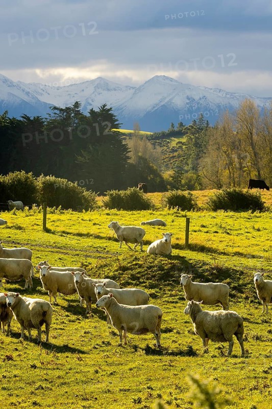 Stunning autumn scenery at Mount Cook, New Zealand. Sheep graze peacefully on lush green fields, backed by majestic snow capped mountains under a cloudy sky