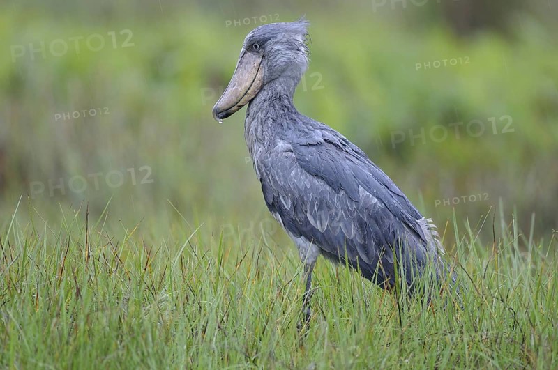 Shoebill (Balaeniceps rex), Uganda