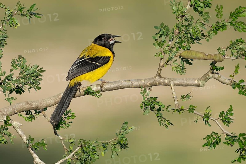 Audubon's Oriole (Icterus graduacauda) male singing, perched on a branch, Texas, USA