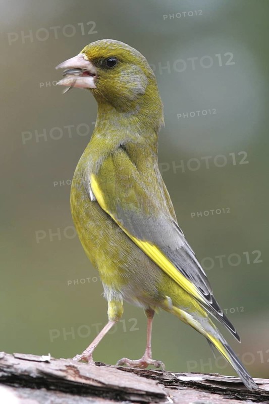 European Greenfinch (Chloris chloris), Baden-Wuerttemberg, Germany