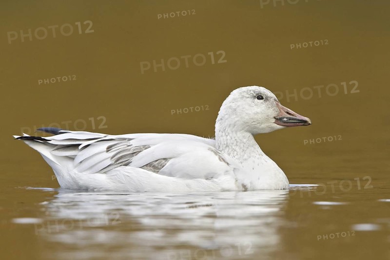 Snow Goose (Anser caerulescens), British Columbia, Canada