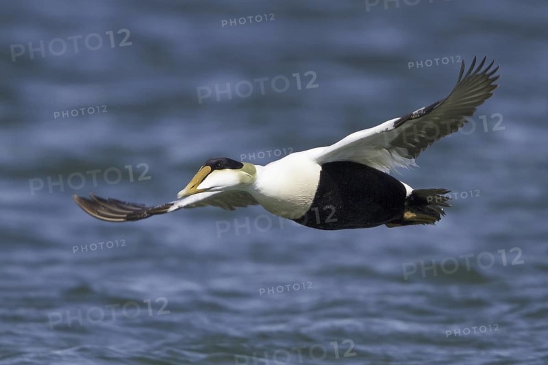 Common Eider (Somateria mollissima) male flying, Manitoba, Canada