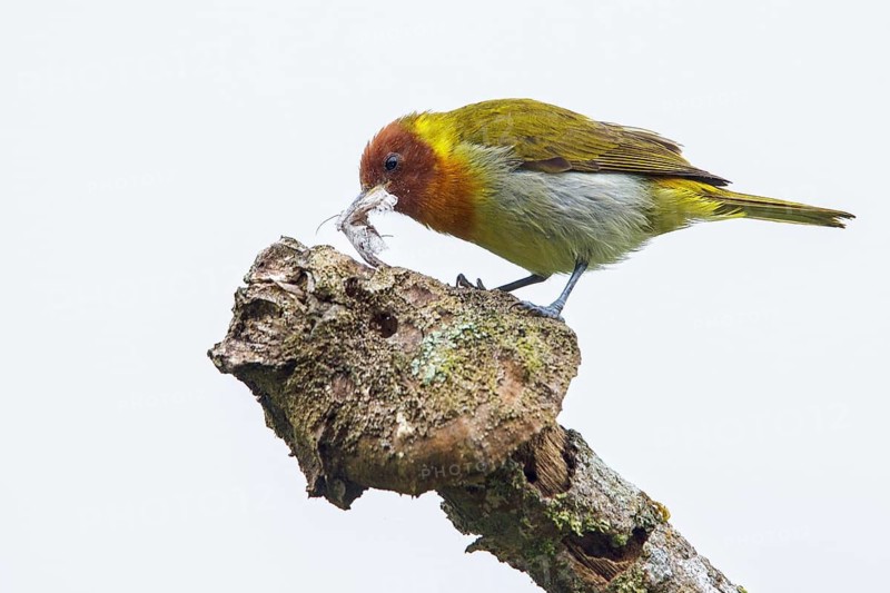 Rufous-headed Tanager (Hemithraupis ruficapilla) perched on a branch in the Atlantic rainforest of southeast Brazil