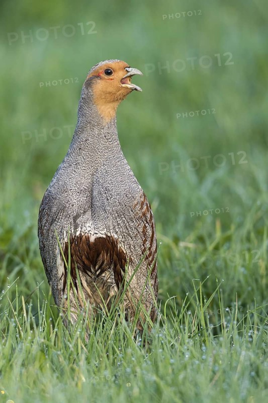 Grey Partridge (Perdix perdix) male displaying, Lower Saxony, Germany