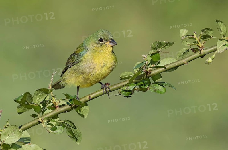 Painted Bunting (Passerina ciris) female on a branch, Texas, USA