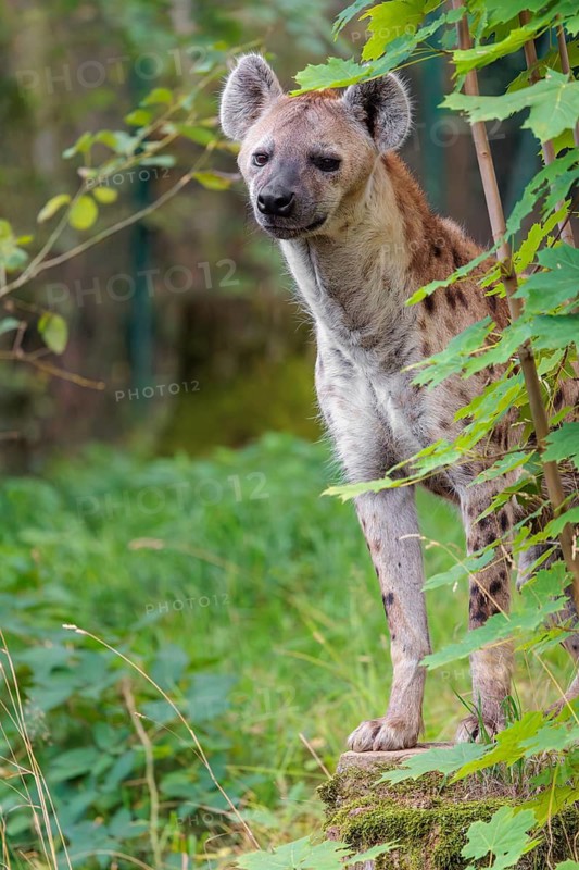 An adult Spotted Hyena (Crocuta crocuta) or Laughing Hyena stands in a meadow behind a bush
