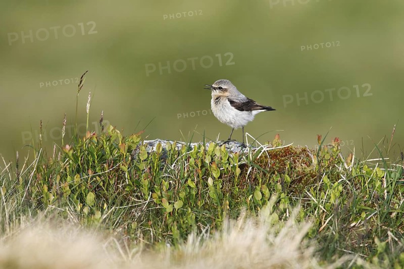 Northern Wheatear (Oenanthe oenanthe) juvenile singing, Norway