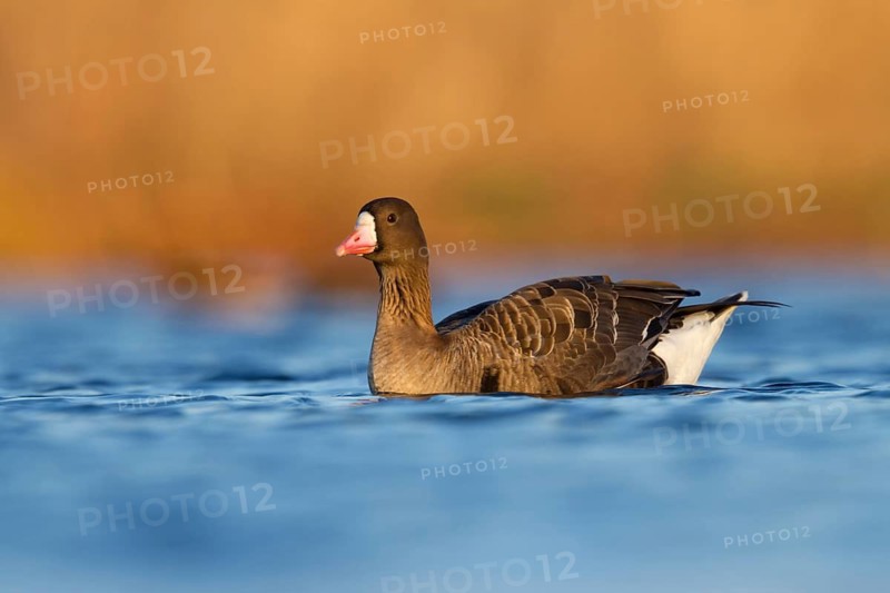 Greater White-fronted Goose (Anser albifrons), Utrecht, Netherlands
