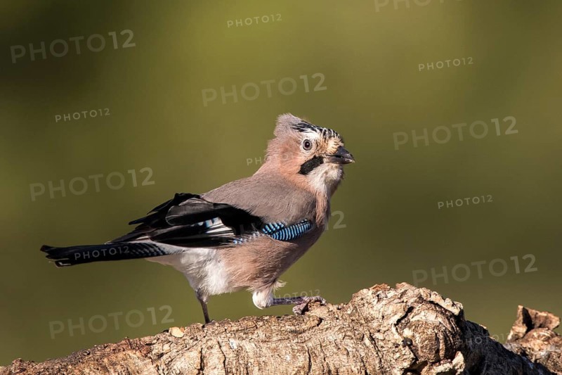 Eurasian Jay (Garrulus glandarius), Andalusia, Spain