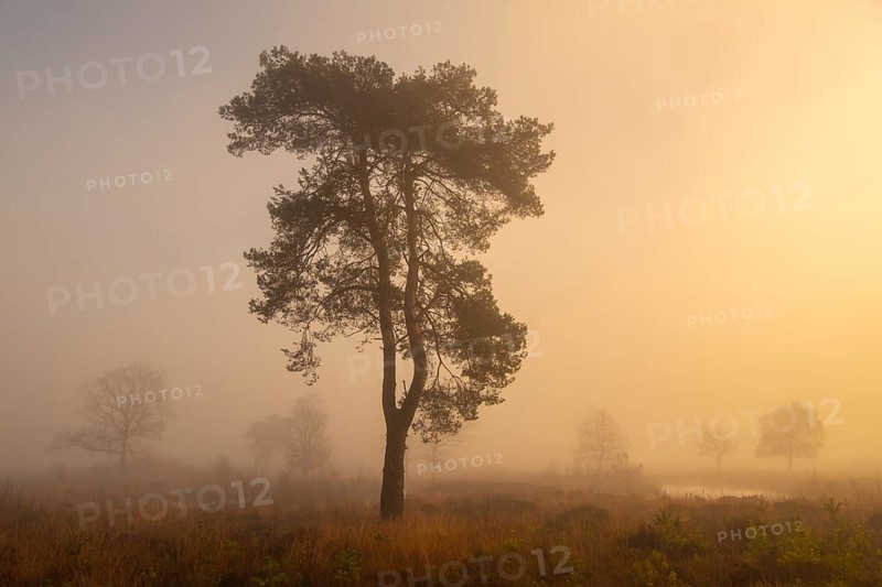 Pine (Pinaceae) in the moor with fog, nature reserve, Vernner Moor, Neuenkirchen-Vörden, Lower Saxony, Germany