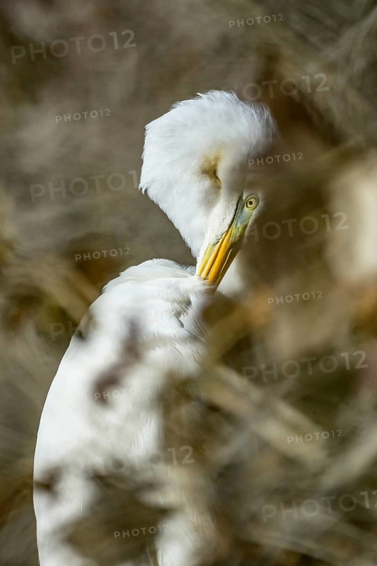 Great White Egret (Ardea alba), portrait, plumage care, bushes, Lower Austria
