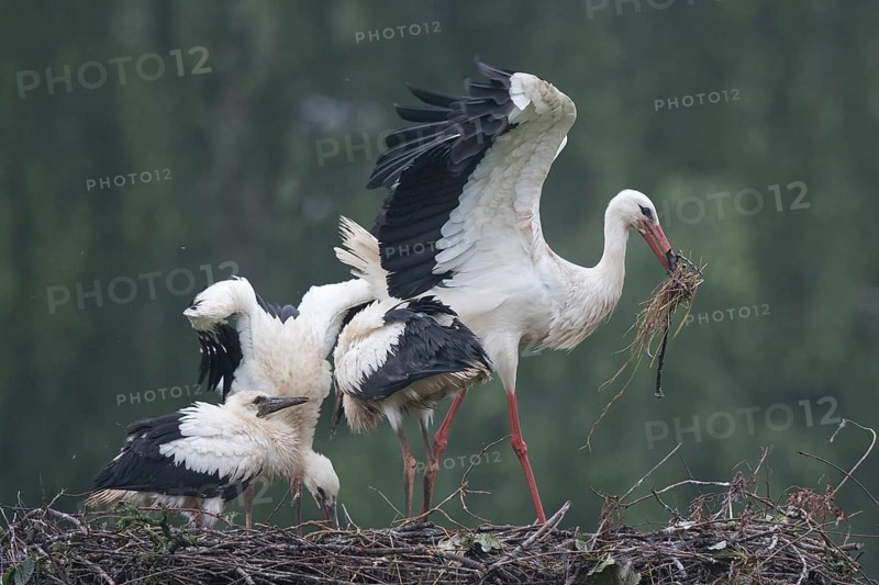 White Stork (Ciconia ciconia) with young in nest, North Rhine-Westphalia, Germany