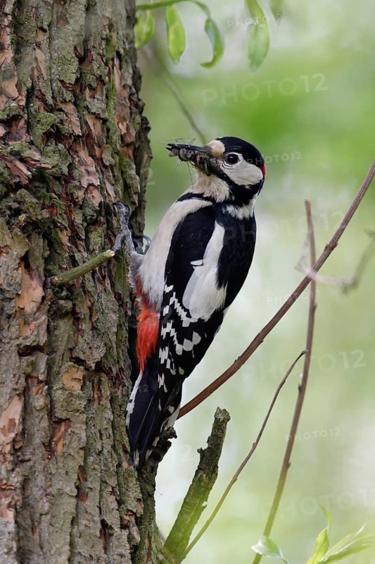 Great Spotted Woodpecker (Dendrocopos major) male at breeding cavity with food in beak, North Rhine-Westphalia, Germany