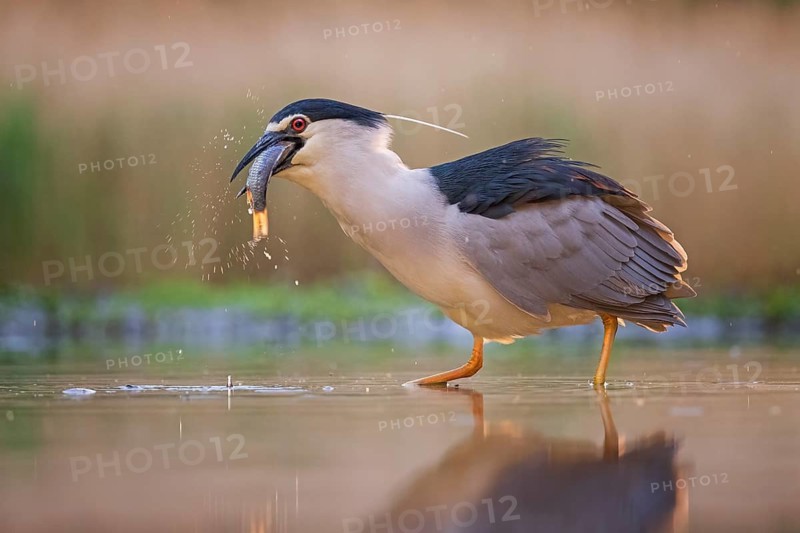 Black-crowned Night Heron (Nycticorax nycticorax) eating a fish, Kiskunsag National Park, Hungary