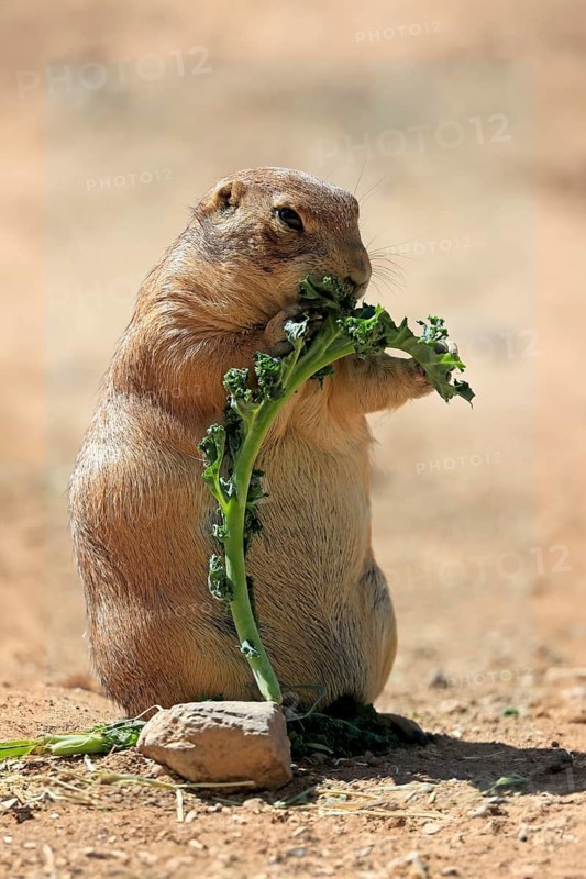 Black-tailed prairie dog (Cynomys ludovicianus), adult, feeding, standing upright, Sonoran Desert, Arizona, North America, USA
