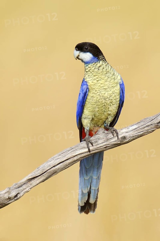 Northern Rosella (Platycercus venustus), Northern Territory, Australia