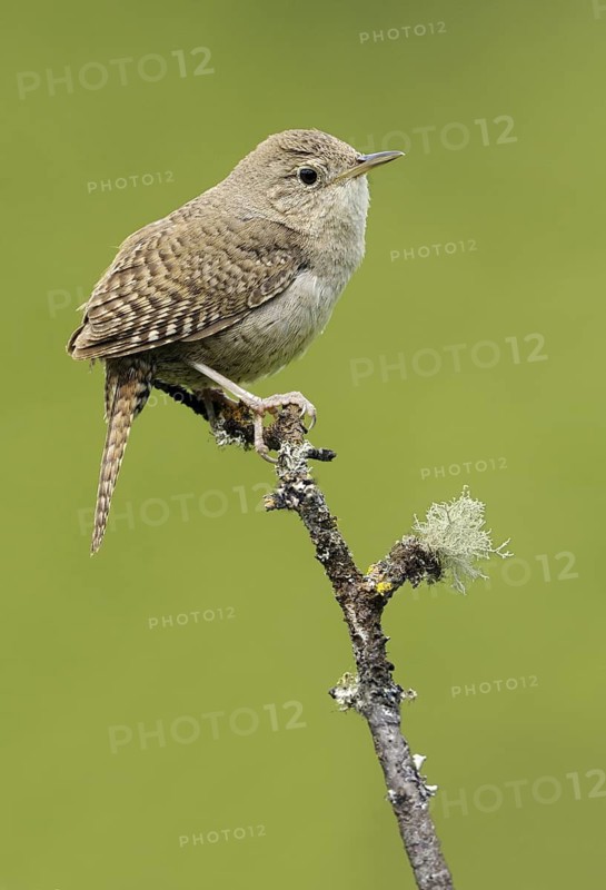 House Wren (Troglodytes aedon), British Columbia, Canada