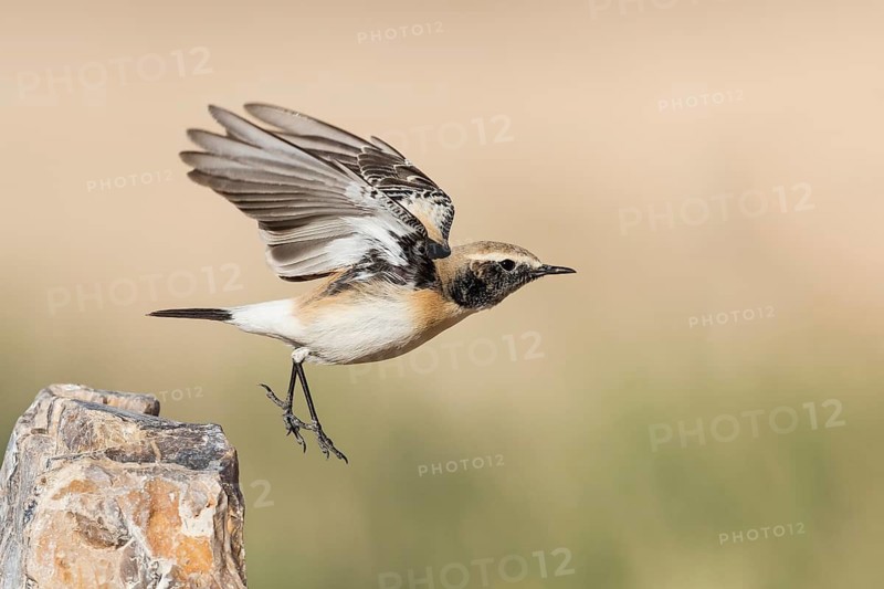Desert Wheatear (Oenanthe deserti homochroa) taking flight, Eilat, Israel