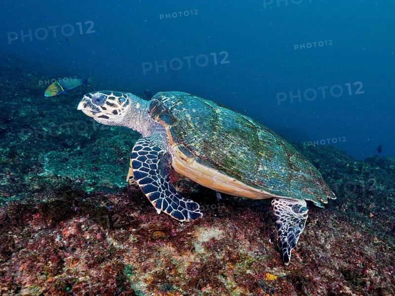 Pacific Hawksbill sea turtle (Eretmochelys imbricata bissa)