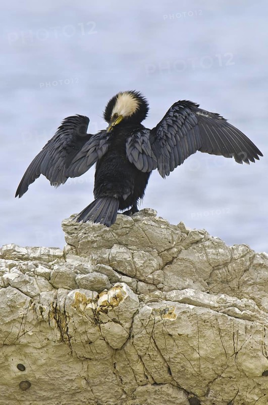 Little Pied Cormorant (Microcarbo melanoleucos), New Zealand