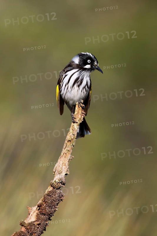 New Holland Honeyeater (Phylidonyris novaehollandiae), Victoria, Australia
