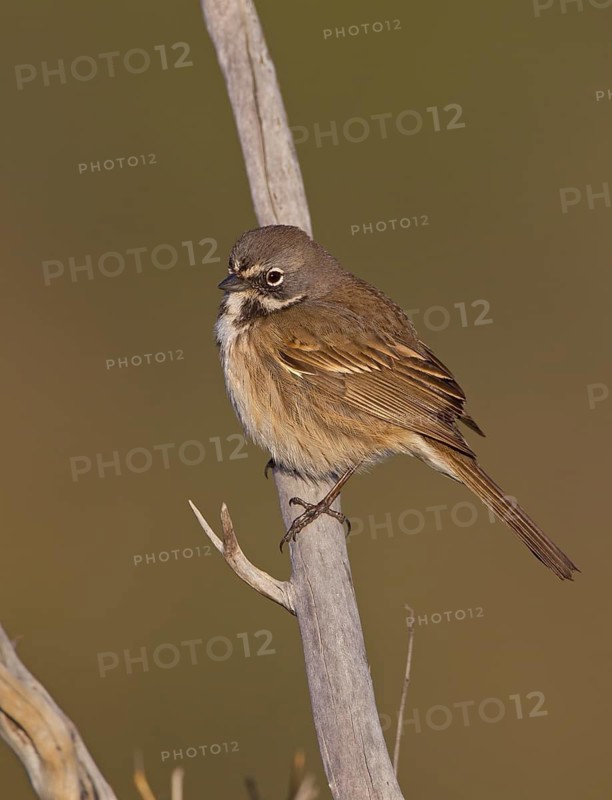 Bell's Sparrow (Artemisiospiza belli), California, USA